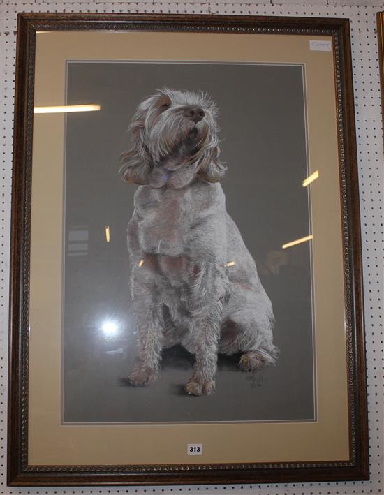 Will Taylor pastel drawing of an Italian Spinone dog